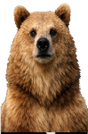 Moscow Bear in 1961